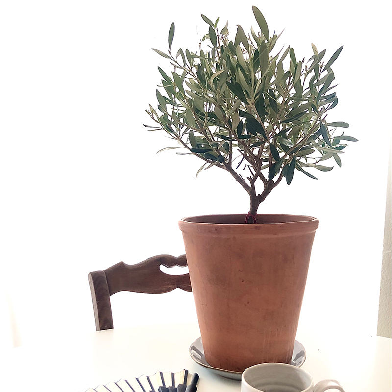 Co-développement @CoachCaron